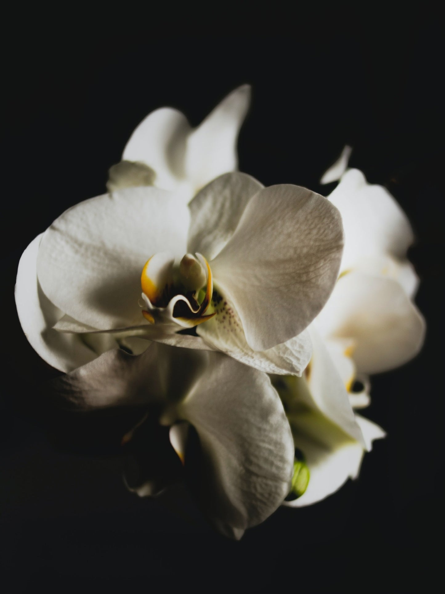 Oriental Orchid (蘭) Mini Candle