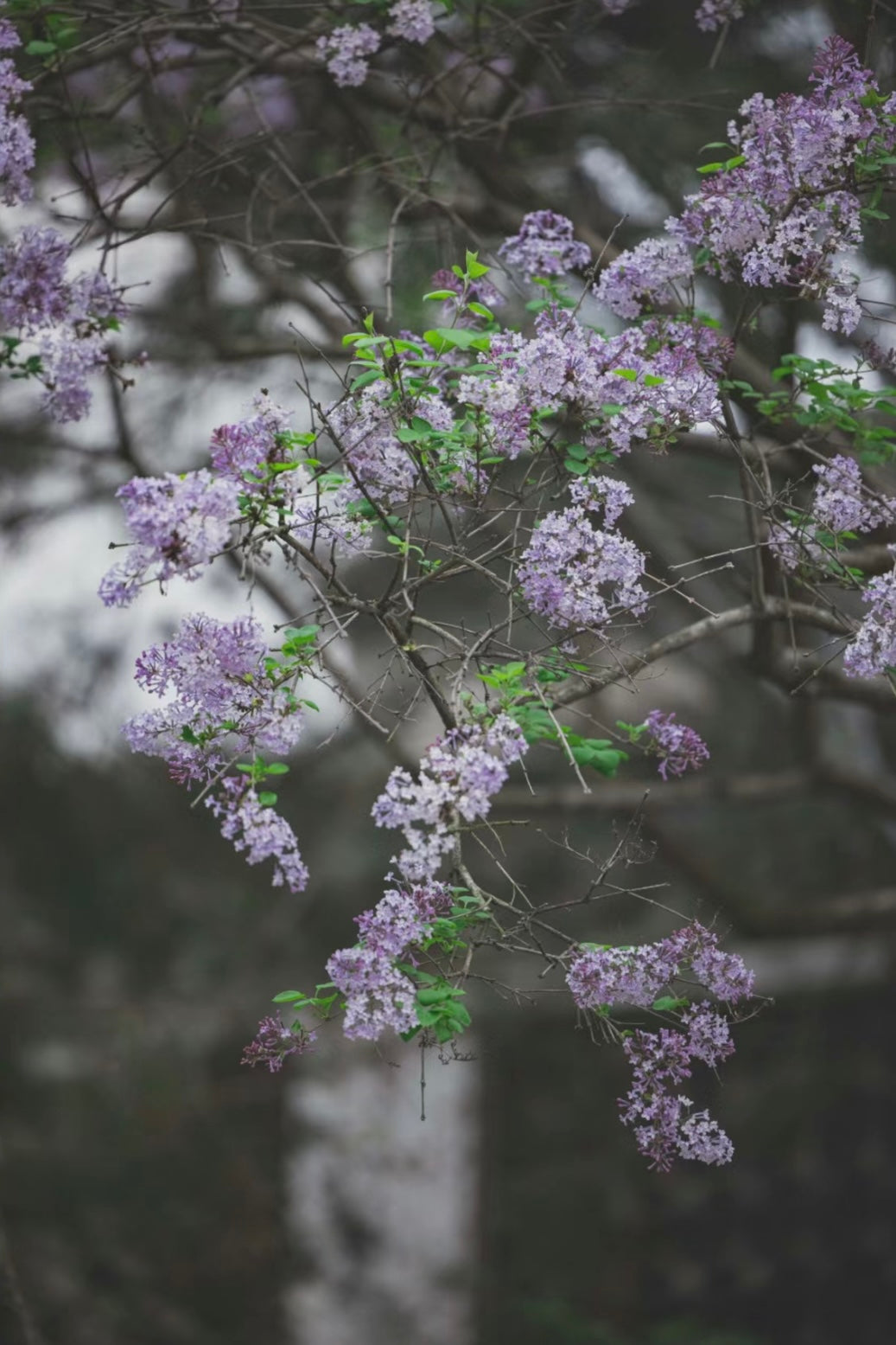 Early Spring (早春) Candle