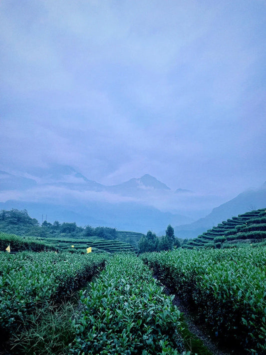 What Does White Tea Smell Like? A Journey Through Jiangnan Tea Gardens