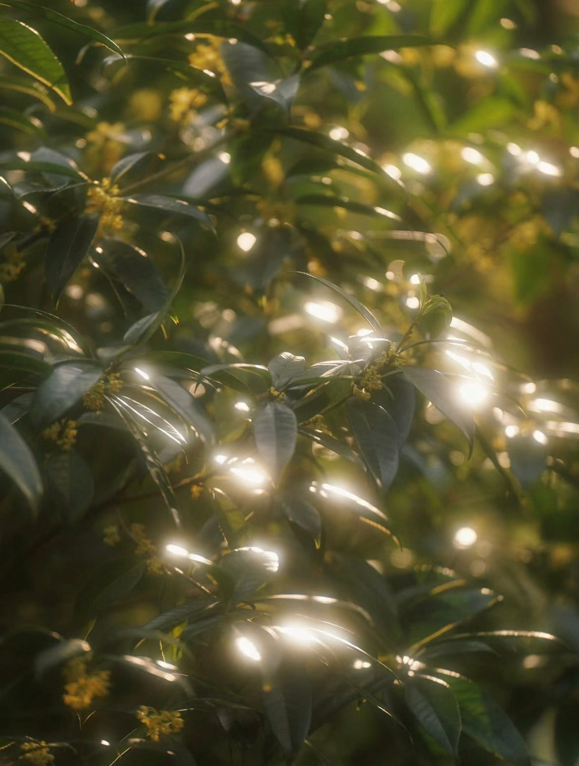Golden Osmanthus (金桂雨雾) Candle